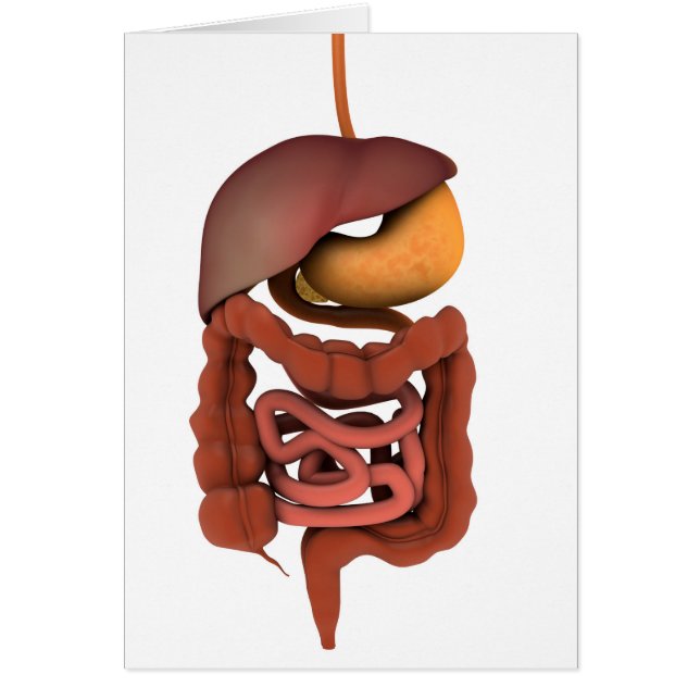 Conceptual Image Of Human Digestive System 2 (Front)