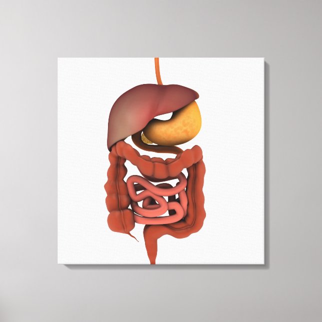 Conceptual Image Of Human Digestive System 2 Canvas Print (Front)