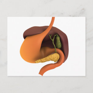 Conceptual Image Of Human Digestive System 4 Postcard