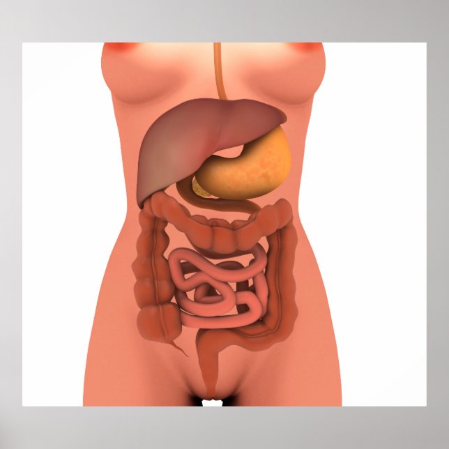 Conceptual Image Of Human Digestive System 5 Poster (Front)