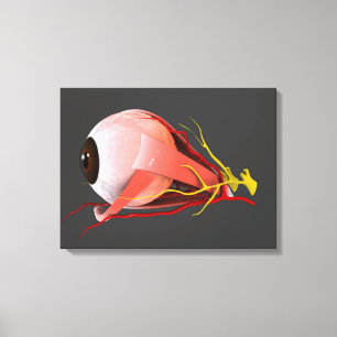 Conceptual Image Of Human Eye Anatomy 2 Canvas Print