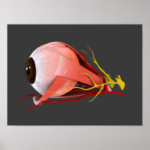 Conceptual Image Of Human Eye Anatomy 2 Poster