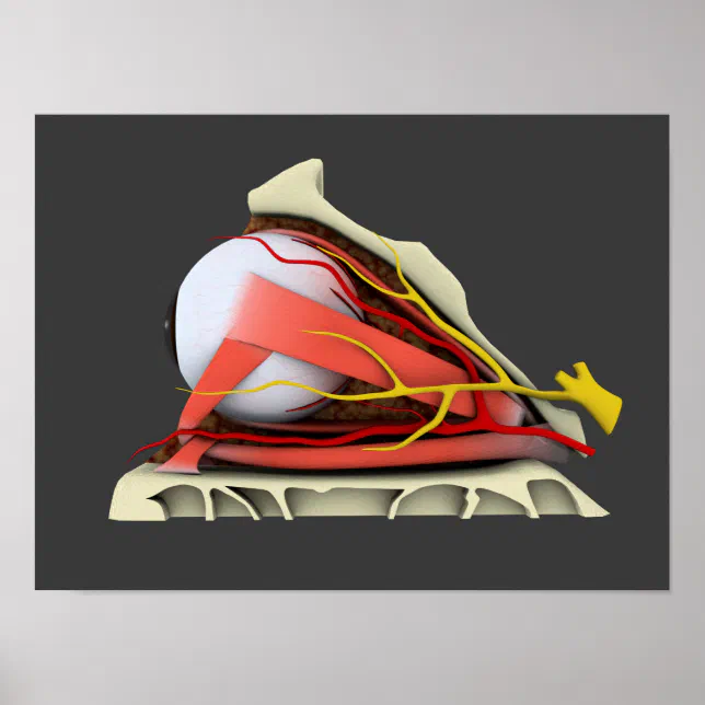 Conceptual Image Of Human Eye Anatomy 3 Poster | Zazzle