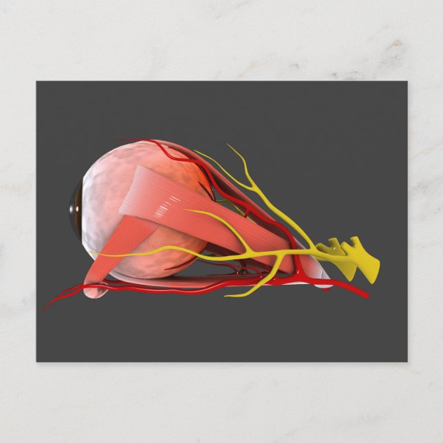 Conceptual Image Of Human Eye Anatomy 4 Postcard (Front)