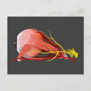 Conceptual Image Of Human Eye Anatomy 4 Postcard