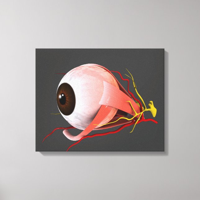 Conceptual Image Of Human Eye Anatomy 5 Canvas Print (Front)