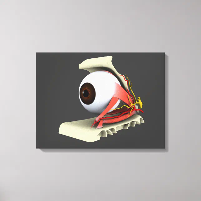 Conceptual Image Of Human Eye Anatomy 6 Canvas Print | Zazzle