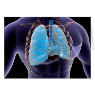 Conceptual Image Of Human Lungs And Rib Cage 2