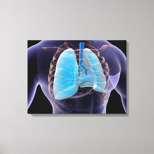 Conceptual Image Of Human Lungs And Rib Cage 2 Canvas Print (Front)
