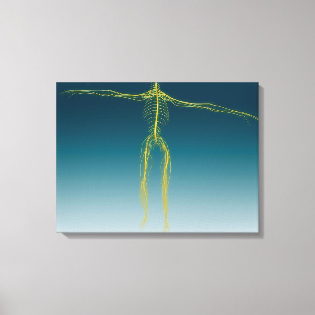 Conceptual Image Of Human Nervous System 1 Canvas Print (Front)