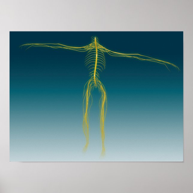 Conceptual Image Of Human Nervous System 1 Poster (Front)