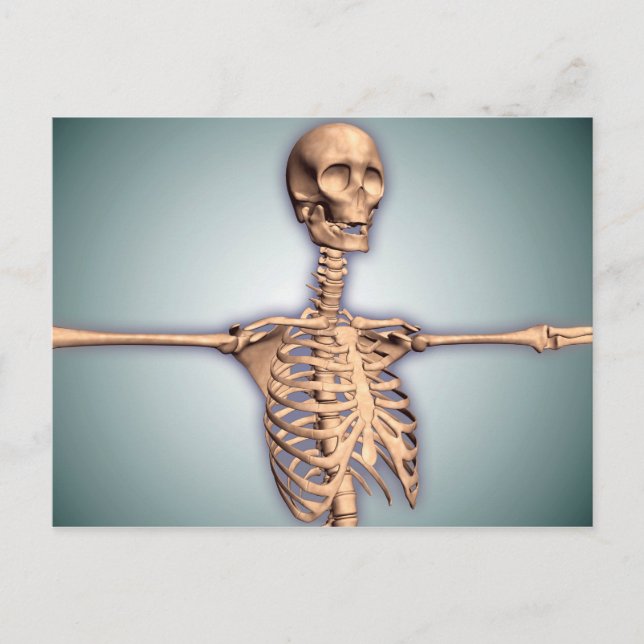 Conceptual Image Of Human Rib Cage And Spinal Postcard (Front)