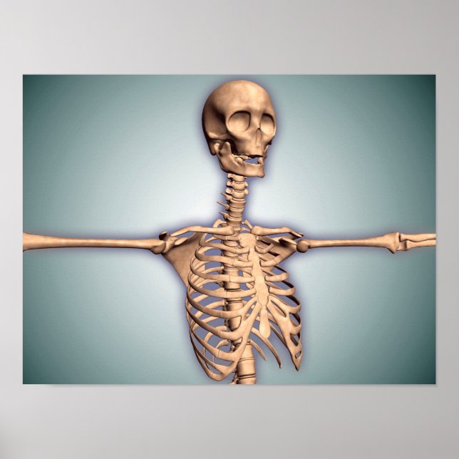 Conceptual Image Of Human Rib Cage And Spinal Poster (Front)