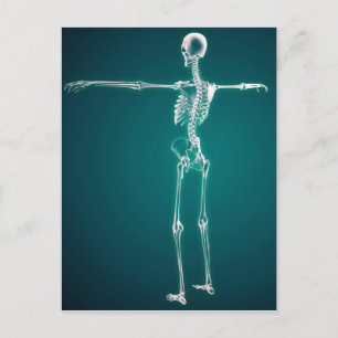 Conceptual Image Of Human Skeletal System Postcard
