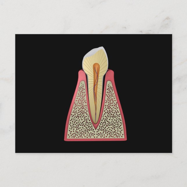 Conceptual Image Of Human Tooth 2 Postcard (Front)