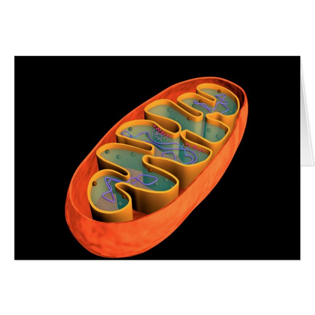 Conceptual Image Of Mitochondria 3 (Front Horizontal)