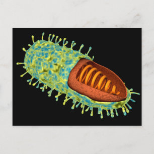 Conceptual Image Of Rabies Virus 3 Postcard