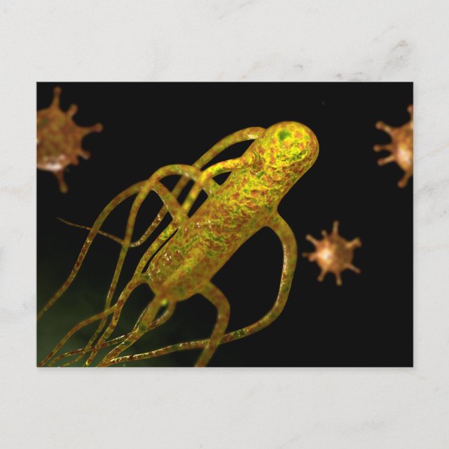 Conceptual Image Of Salmonella Typhi 1 Postcard (Front)