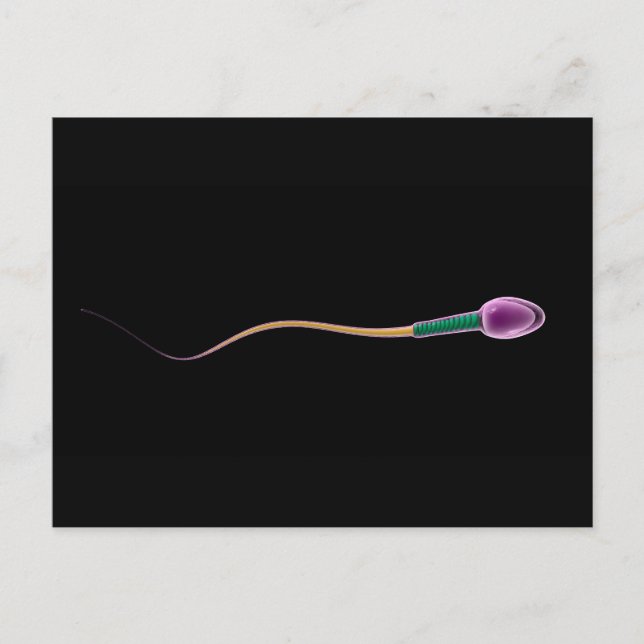 Conceptual Image Of Sperm Anatomy Postcard (Front)