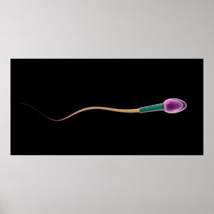 Conceptual Image Of Sperm Anatomy Poster