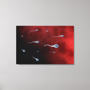 Conceptual Image Of Sperm Inside Fallopian Tube Canvas Print