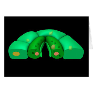 Conceptual Image Of Stomata 2