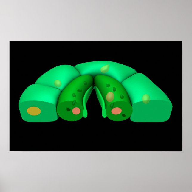 Conceptual Image Of Stomata 2 Poster (Front)