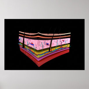 Conceptual Image Of The Layers Of Human Skin 1 Poster