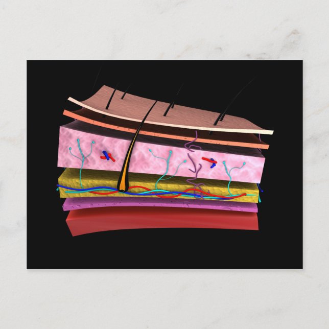 Conceptual Image Of The Layers Of Human Skin 2 Postcard (Front)