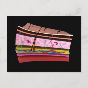Conceptual Image Of The Layers Of Human Skin 2 Postcard