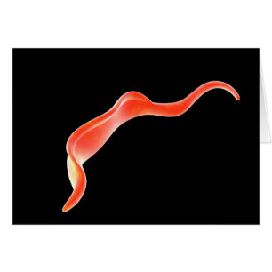 Conceptual Image Of Trypanosoma 2