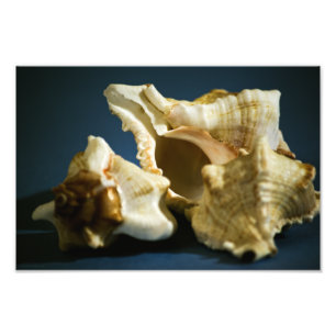 Conch 3335 Photo