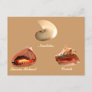 Conch, Nautilus, Queens Helmet Postcard