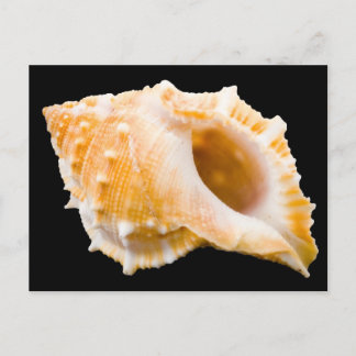 Conch Postcard