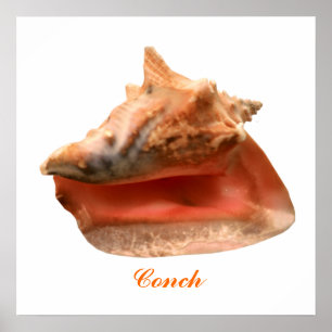 Conch Poster