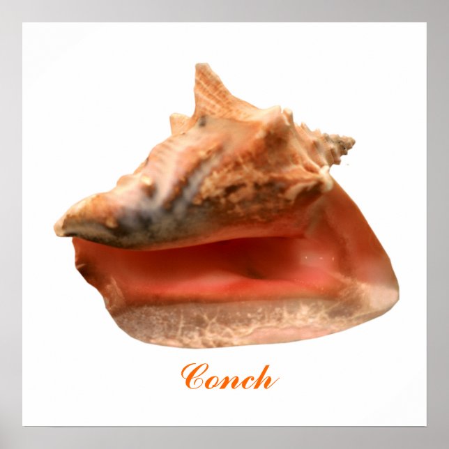 Conch Poster (Front)