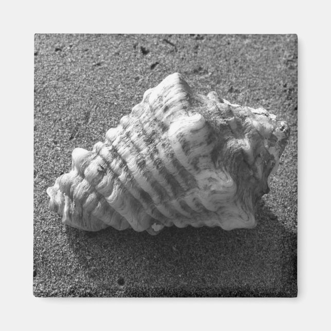 Conch Seashell Sand Beach Magnet (Front)