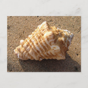 Conch Seashell Sand Beach Postcards