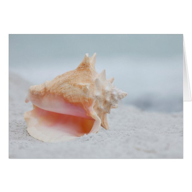 Conch Shell (Front Horizontal)