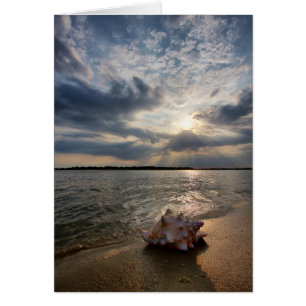 Conch Shell At Beach   St. Augustine, Fl