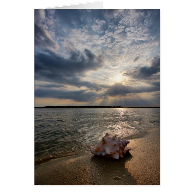 Conch Shell At Beach | St. Augustine, Fl (Front)