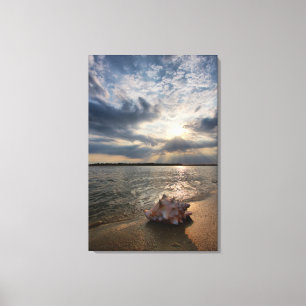 Conch Shell At Beach St. Augustine, Fl Canvas Print