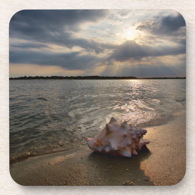 Conch Shell At Beach | St. Augustine, Fl Coaster (Front)