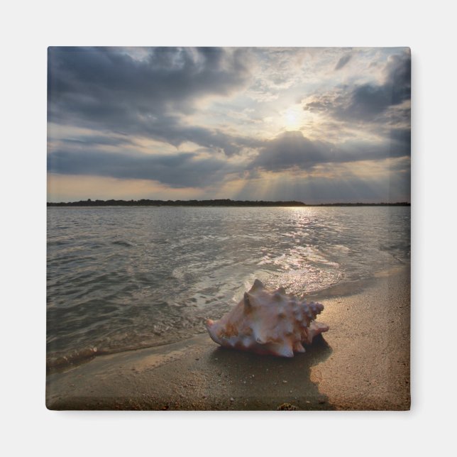 Conch Shell At Beach | St. Augustine, Fl Magnet (Front)