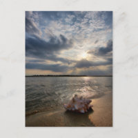 Conch Shell At Beach | St. Augustine, Fl