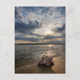 Conch Shell At Beach | St. Augustine, Fl Postcard