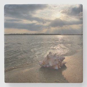 Conch Shell At Beach   St. Augustine, Fl Stone Coaster