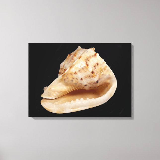Conch Shell Canvas Print (Front)