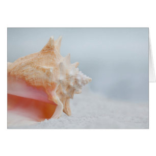 Conch Shell Florida