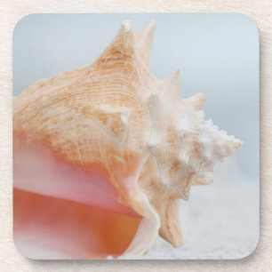 Conch Shell Florida Coaster